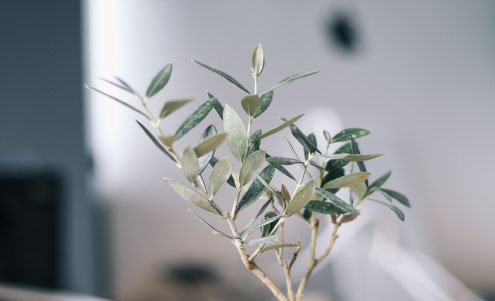 About Milestone-Belanova Central Coast Marketing Agency